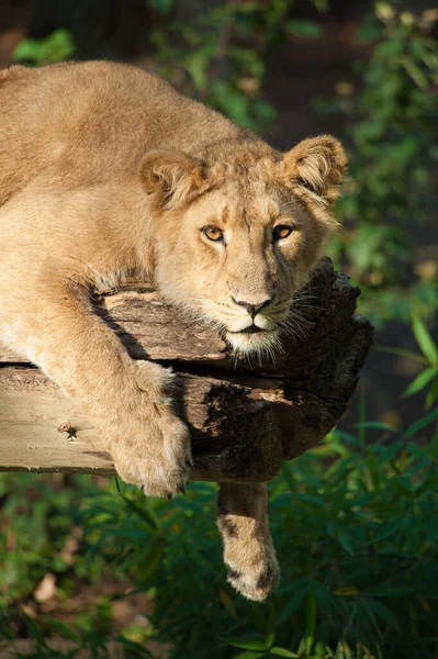 Closeup Big African Female Lion Tree — Stock Photo, Image