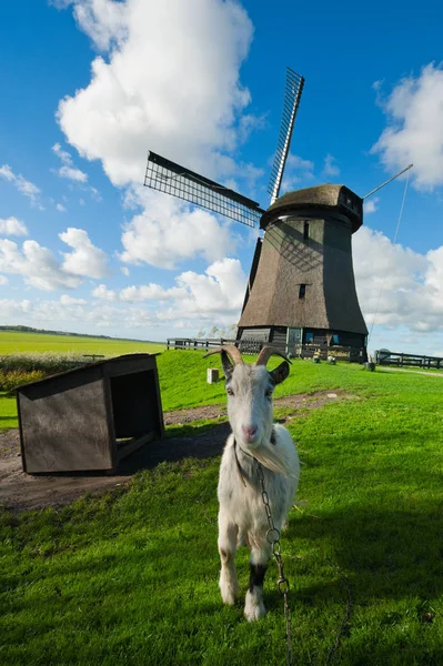 Goat Front Dutch Windmill Schermerhorn Schermer Noord Holland — Stock Photo, Image