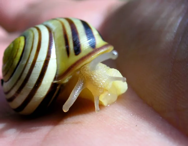 Schnecke Schnecke Mollusk — Stockfoto