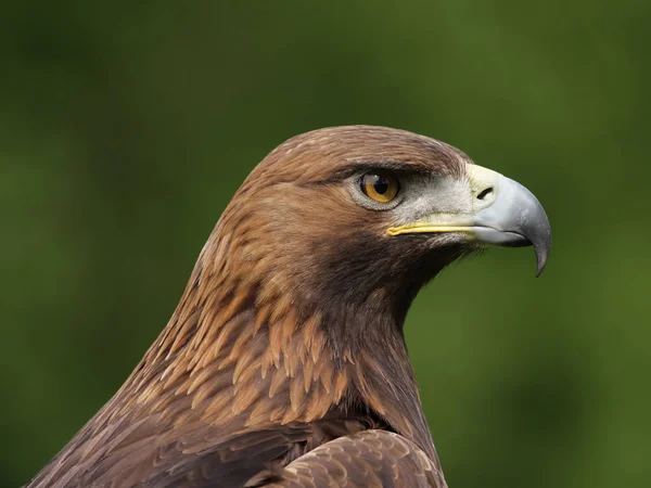 Portret Orzeł Przedni Aquila Chrysaetos — Zdjęcie stockowe