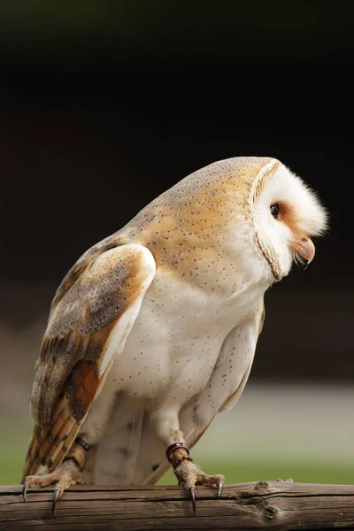 Vacker Ung Laduuggla — Stockfoto