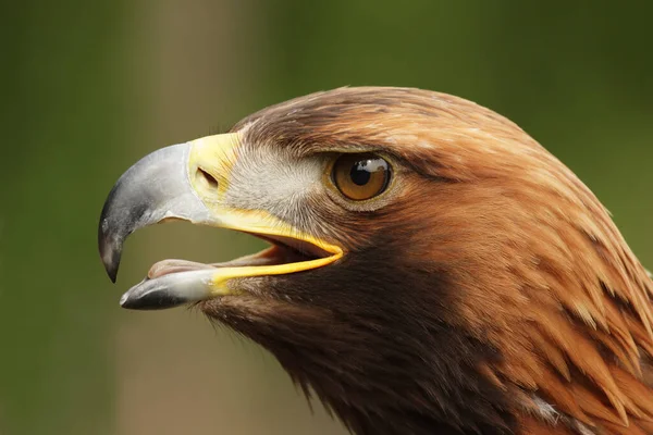 Altın Kartal Aquila Chrysaetos Portresi — Stok fotoğraf