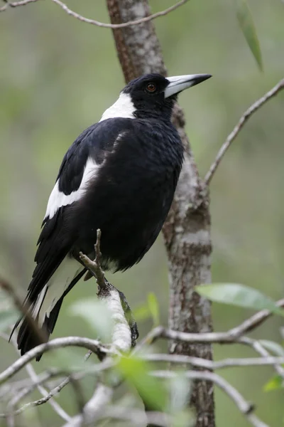 Queensland Avustralya Flüt Kuşu Gymnorhina Tibicen — Stok fotoğraf