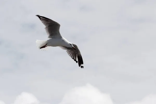 オーストラリアの飛行中の銀の頭を持つカモメ Larus Novaehollanddiae — ストック写真