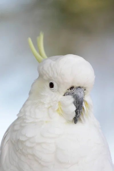 Cacatua Crestata Zolfo Cacatua Galerita Australia — Foto Stock