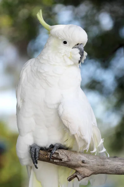 澳大利亚的含硫的鹦鹉 Cacatua Galerita — 图库照片