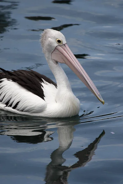 Australiano Pelicano Pelecanus Conspicillatus Nadando Mar Baía Nelson Austrália — Fotografia de Stock