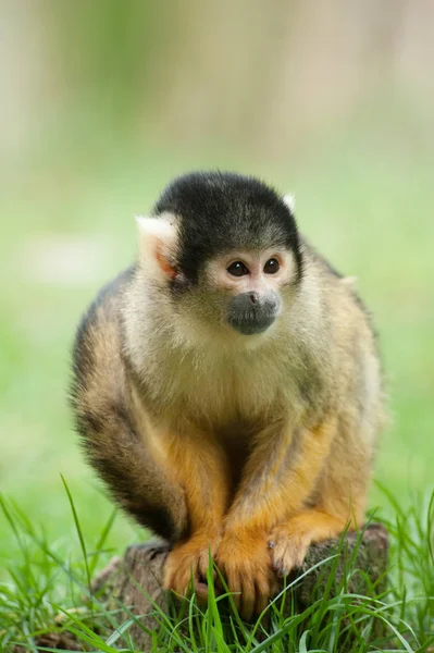 Macaco Esquilo Bonito Saimiri Subfamília Saimiriinae — Fotografia de Stock