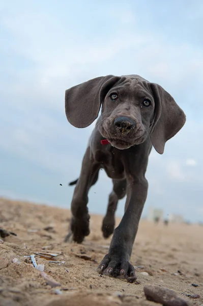 Schöne Deutsche Dogge Welpen Strand — Stockfoto