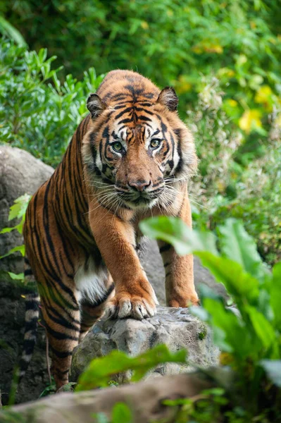 Pruhované Tygří Zvíře Dravec Divoká Kočka — Stock fotografie
