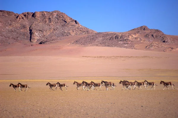 Asino Animale Fauna Bestiame — Foto Stock