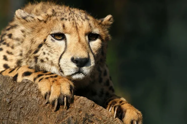 Kedi Avcısı Vahşi Çita Memeli Hayvan — Stok fotoğraf