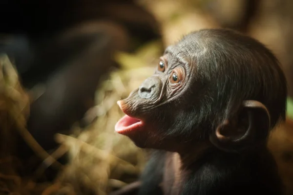 Mignon Bébé Singe Bonobo Pan Paniscus — Photo