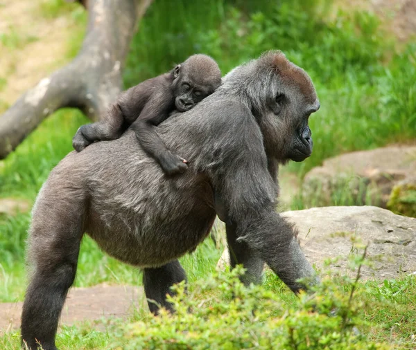 Gros Plan Bébé Gorille Mignon Mère — Photo