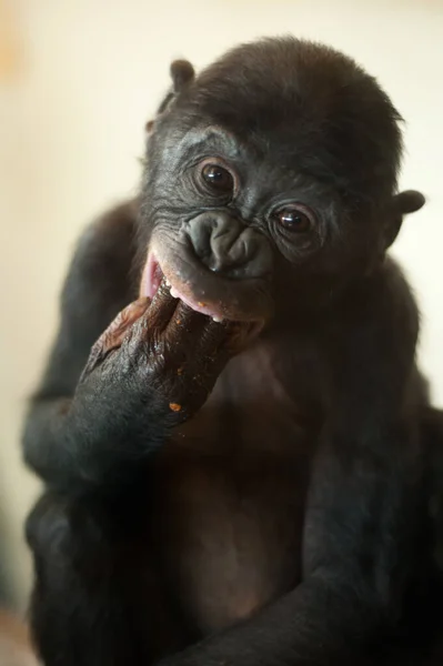 Roztomilé Dítě Bonobo Opice Pan Paniscus — Stock fotografie