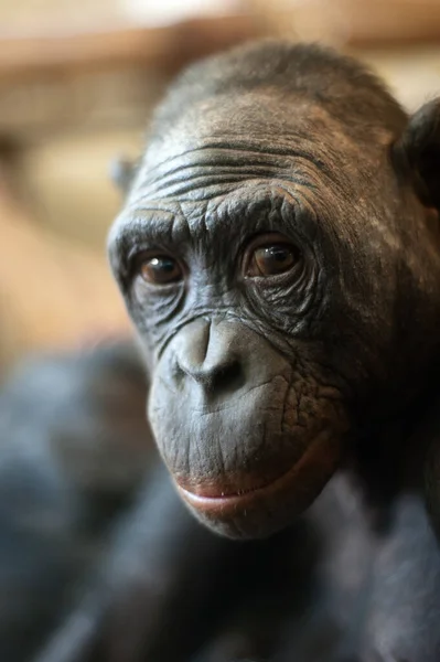 Porträt Eines Bonobo Affen Pan Paniscus — Stockfoto