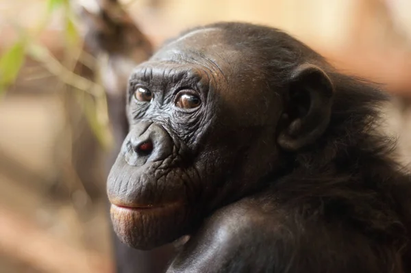 Retrato Mono Bonobo Pan Paniscus — Foto de Stock