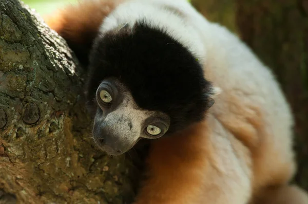 Sifaka Coroado Bonito Propithecus Coronatus Uma Árvore — Fotografia de Stock