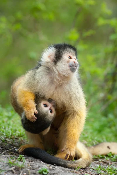 Macaco Esquilo Bonito Com Bebê Saimiri Subfamília Saimiriinae — Fotografia de Stock
