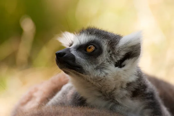 Närbild Söt Ring Tailed Lemur — Stockfoto