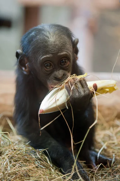 Lindo Mono Bonobo Bebé Pan Paniscus — Foto de Stock