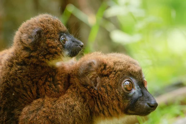 Söt Rödmagad Lemur Med Baby Eulemur Rubriventer — Stockfoto