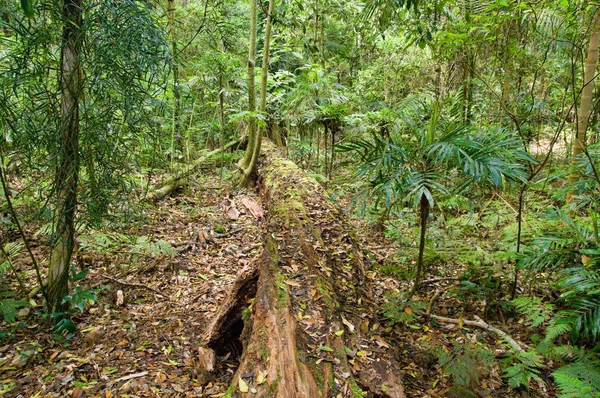 Foto Hermosa Dorrigo Patrimonio Humanidad Selva Tropical — Foto de Stock