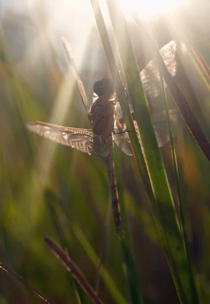 刚孵出的蜻蜓等待阳光来温暖它的翅膀 — 图库照片