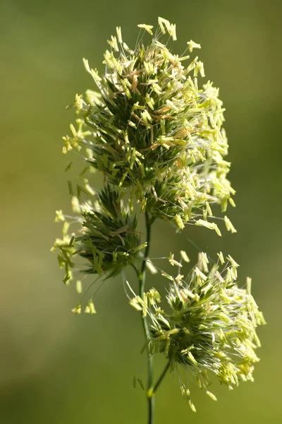 Une Macro Détaillée Gros Plan Une Seule Graine Herbe — Photo