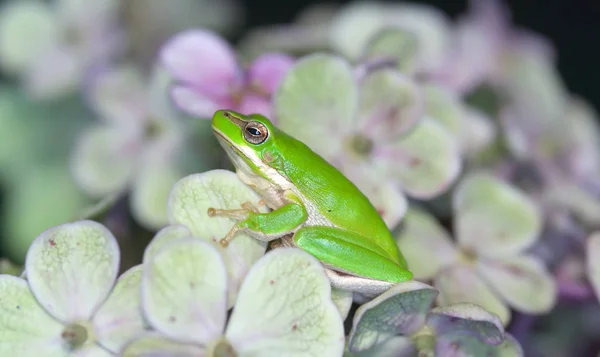 Little Dwarf Green Frog Sits Amongst Flowers — Stock Photo, Image