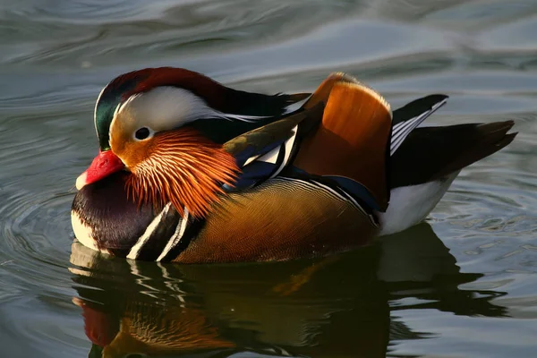 Observation Des Oiseaux Oiseau Mignon Nature Sauvage — Photo