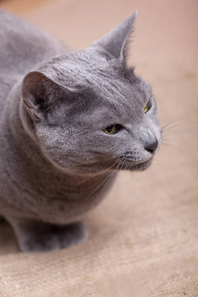 Portret Van Een Russisch Blauw Kattenras — Stockfoto