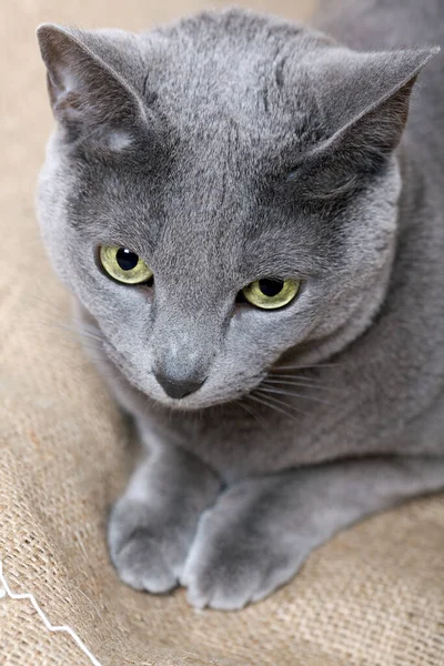 portrait of a russian blue cat breed