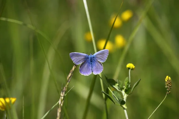 Argus Butterfly Flower — 图库照片