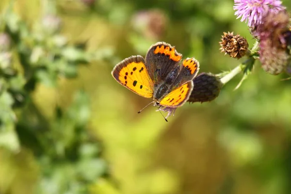 Бабочка Арго Цветке — стоковое фото
