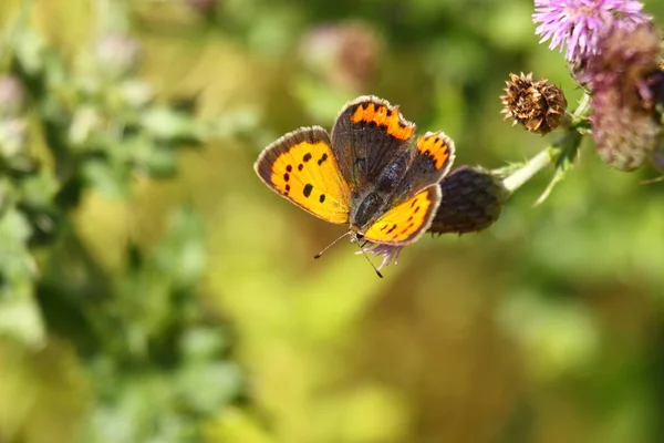 Argus Papillon Sur Une Fleur — Photo