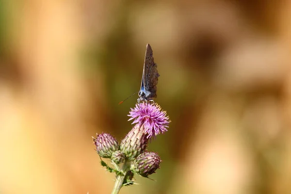 Argus Butterfly Flower — ストック写真