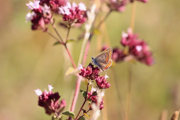 Argus Butterfly Flower — ストック写真