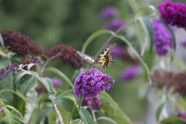 Swallowtail Kelebek Çiçek — Stok fotoğraf