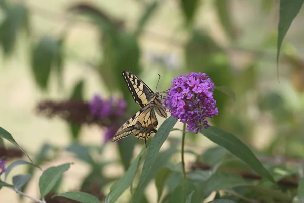 Swallowtail Kelebek Çiçek — Stok fotoğraf