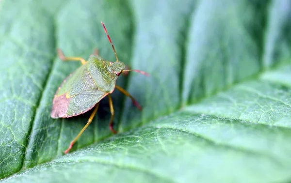 Close Bug Natureza Selvagem — Fotografia de Stock