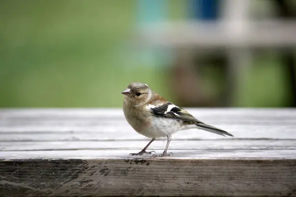 Uccellino Appollaiato Tavolo Parco — Foto Stock