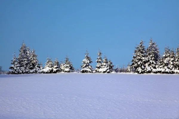 Sapins Dans Neige — Photo