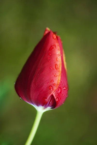 Tulip Blooming Flowers Nature Flora Tulips — Stock Photo, Image