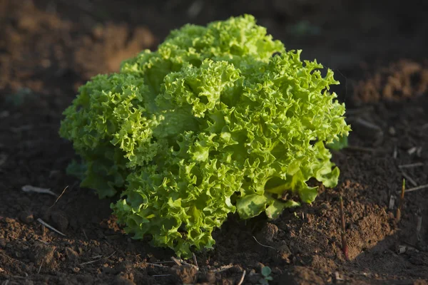 Plantes Salade Dans Champ Palnts Salade Sur Terrain — Photo