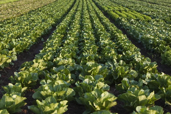 Saláta Növények Területen Saláta Palnts Területen — Stock Fotó