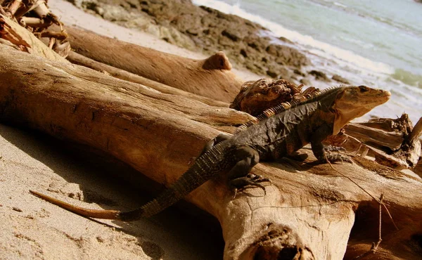 Egzotyczne Zwierzę Jaszczurka Iguana — Zdjęcie stockowe