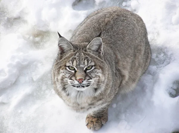 Close Van Bovenaf Van Een Bobcat Lynx Sneeuw Kijkend Naar — Stockfoto