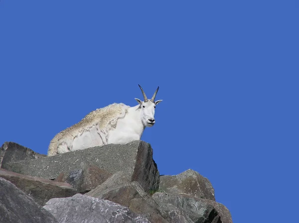 Chèvre Montagne Couchée Sommet Une Montagne Rocheuse Contre Ciel Bleu — Photo