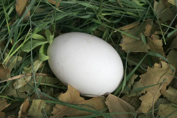 Œufs Poulets Sur Ferme Œufs Dans Leur Environnement Naturel Image — Photo